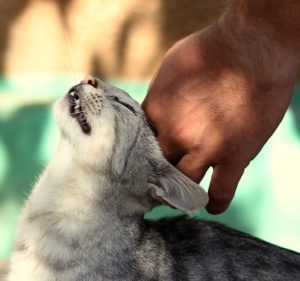 cat 2759634 640 1 300x281 - Curso Mi Animal Salud Equilibrio y Bienestar