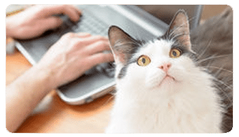 COMPUTADOR - Curso Mi Animal Salud Equilibrio y Bienestar
