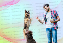 Entrenamiento para Perros de Hogar